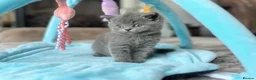 British Shorthair cats for sale: Stunning British Short Hair Kittens  - Advert 3