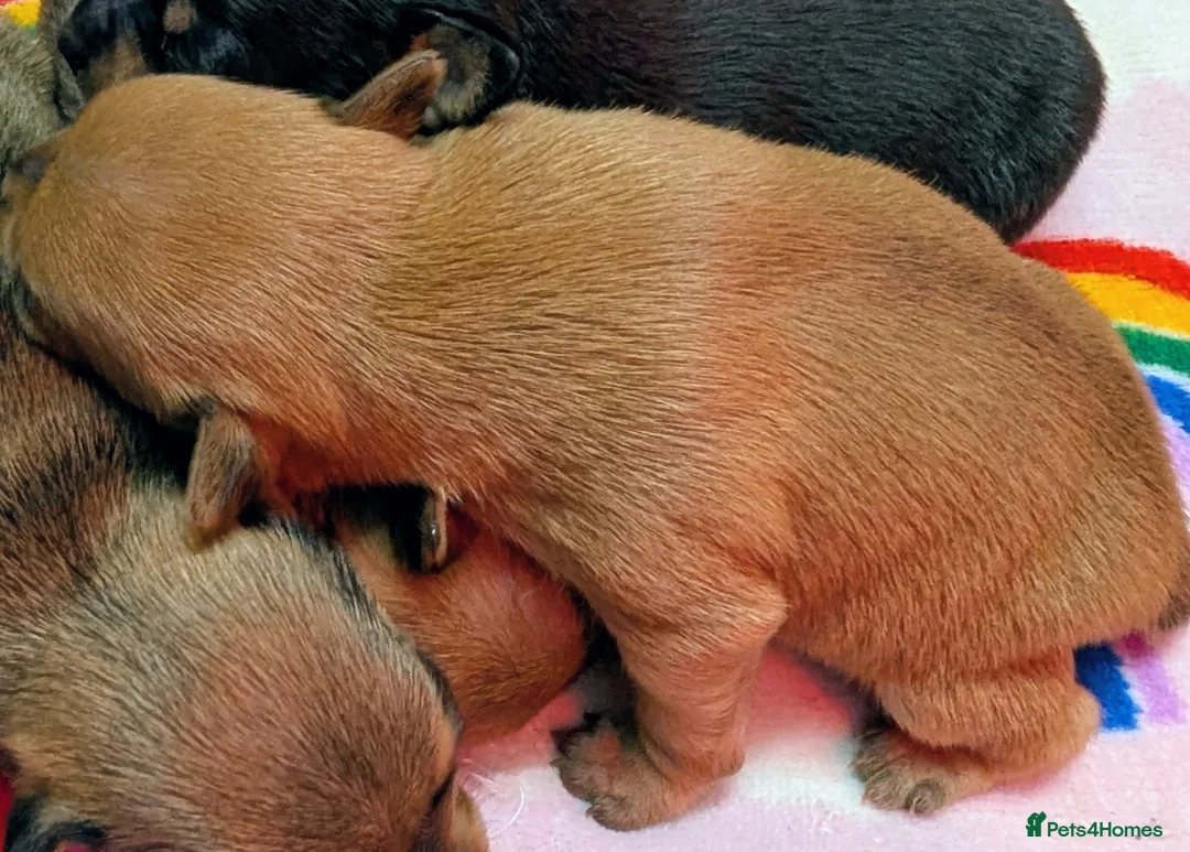 Mixed Breed dogs for sale: Adorable Tiny Pinscher x Chihuahua puppies - Advert 2