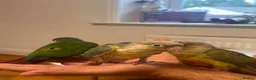 Conures birds for sale: Conure Hand Reared Babies Looking for new perches - Advert 5