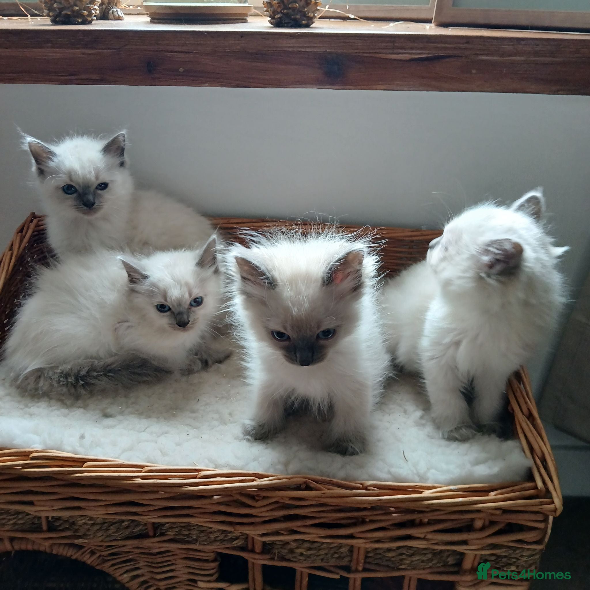 Ragdoll cats Blue point Ragdoll kittens  - Advert 2
