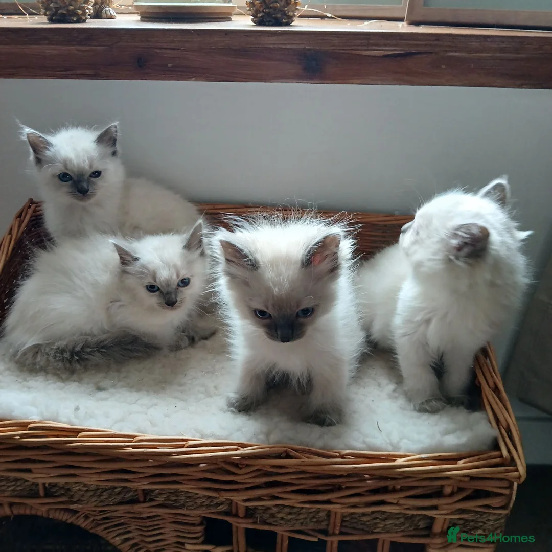 Ragdoll cats for sale: Blue point Ragdoll kittens  in Dingwall - Advert 1