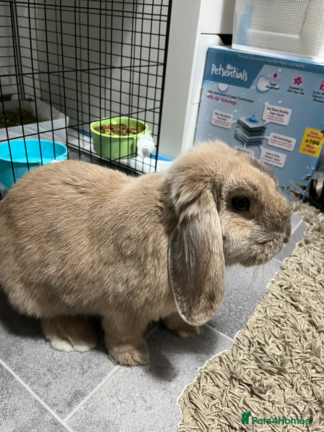 Mini Lop rabbits for sale: Needs rehoming!! - Advert 3