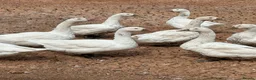 Ducks poultry for sale: Indian runner ducks,Emden geese,Muscovy,brown hens - Advert 2