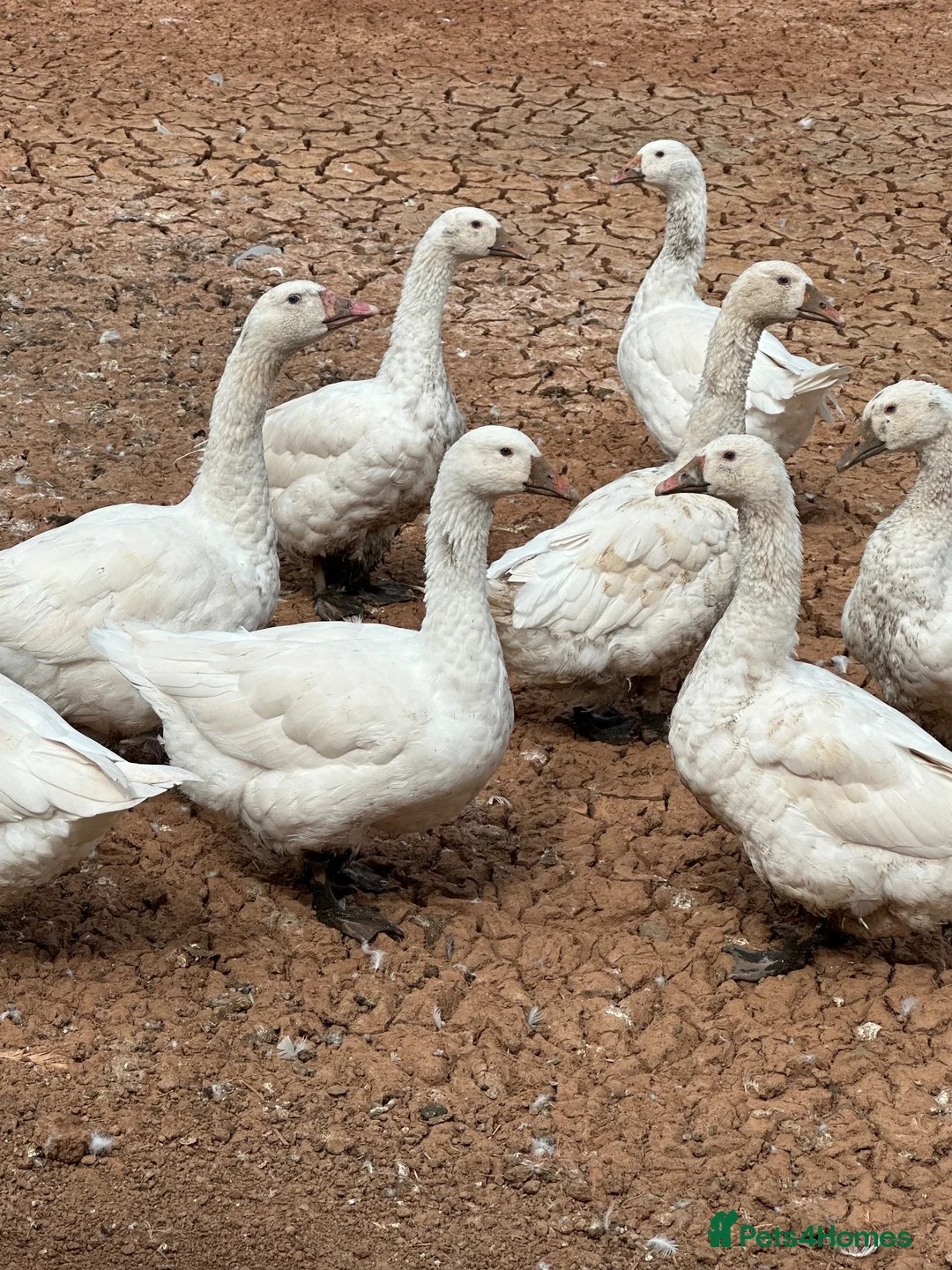 Ducks poultry for sale: Indian runner ducks,Emden geese,Muscovy,brown hens - Advert 2