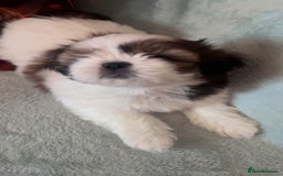 Shih Tzu dogs for sale: 5 beautiful puppies available  - Image 8