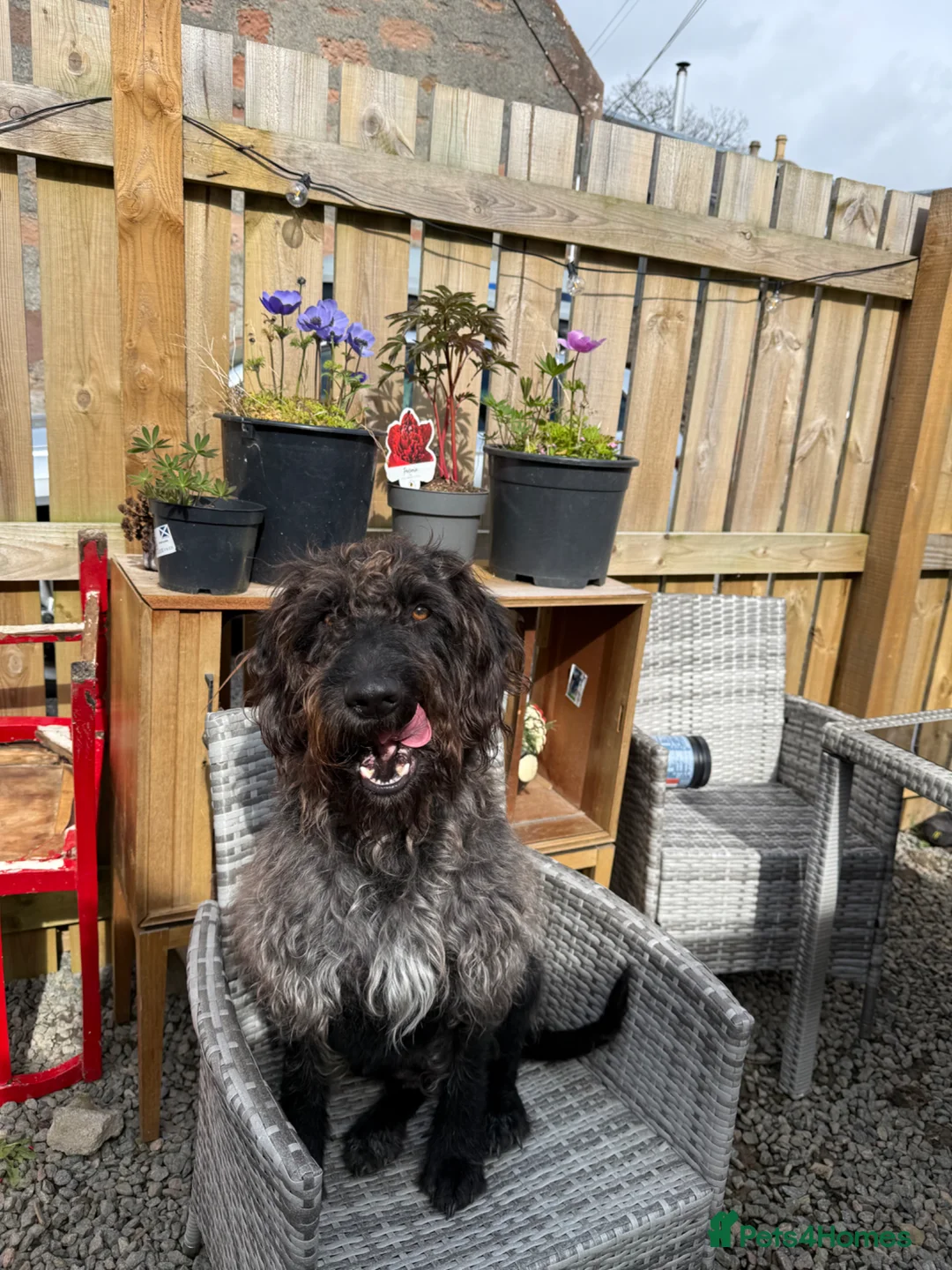 Mixed Breed dogs for sale: Brilliant pointer x vizla/doodle puppies  - Advert 13