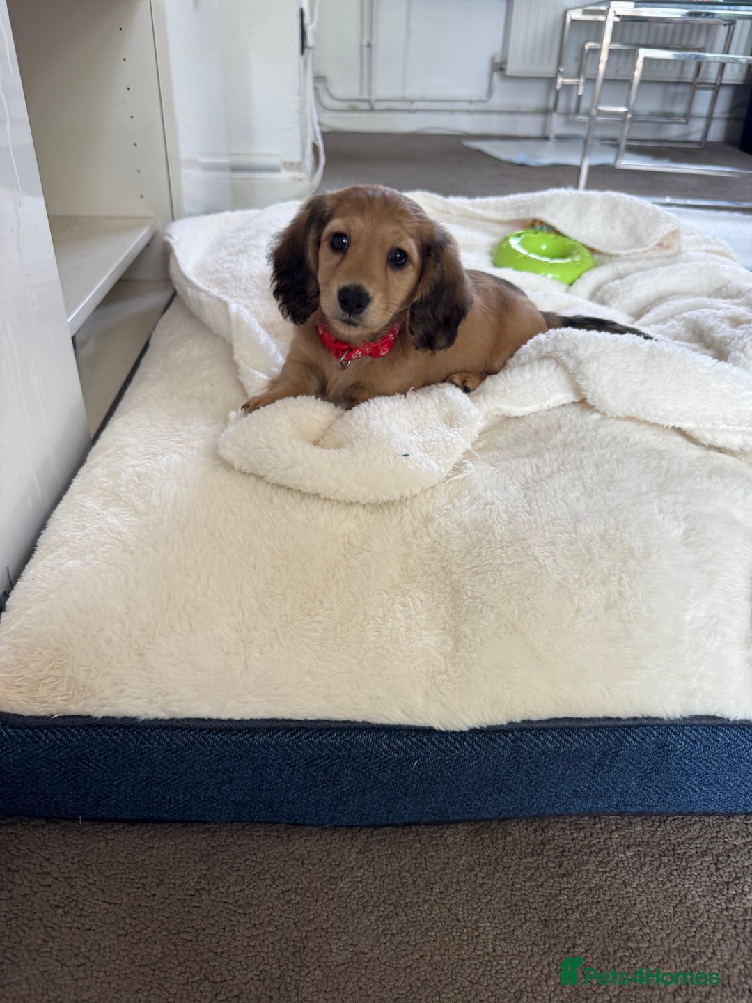 Miniature Dachshund dogs for sale: REDUCED!! Only one long hair miniature girl left!  in Sudbury - Image 5
