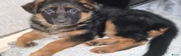 German Shepherd dogs for sale: Beautiful German shepherd puppies 1 left - Advert 27