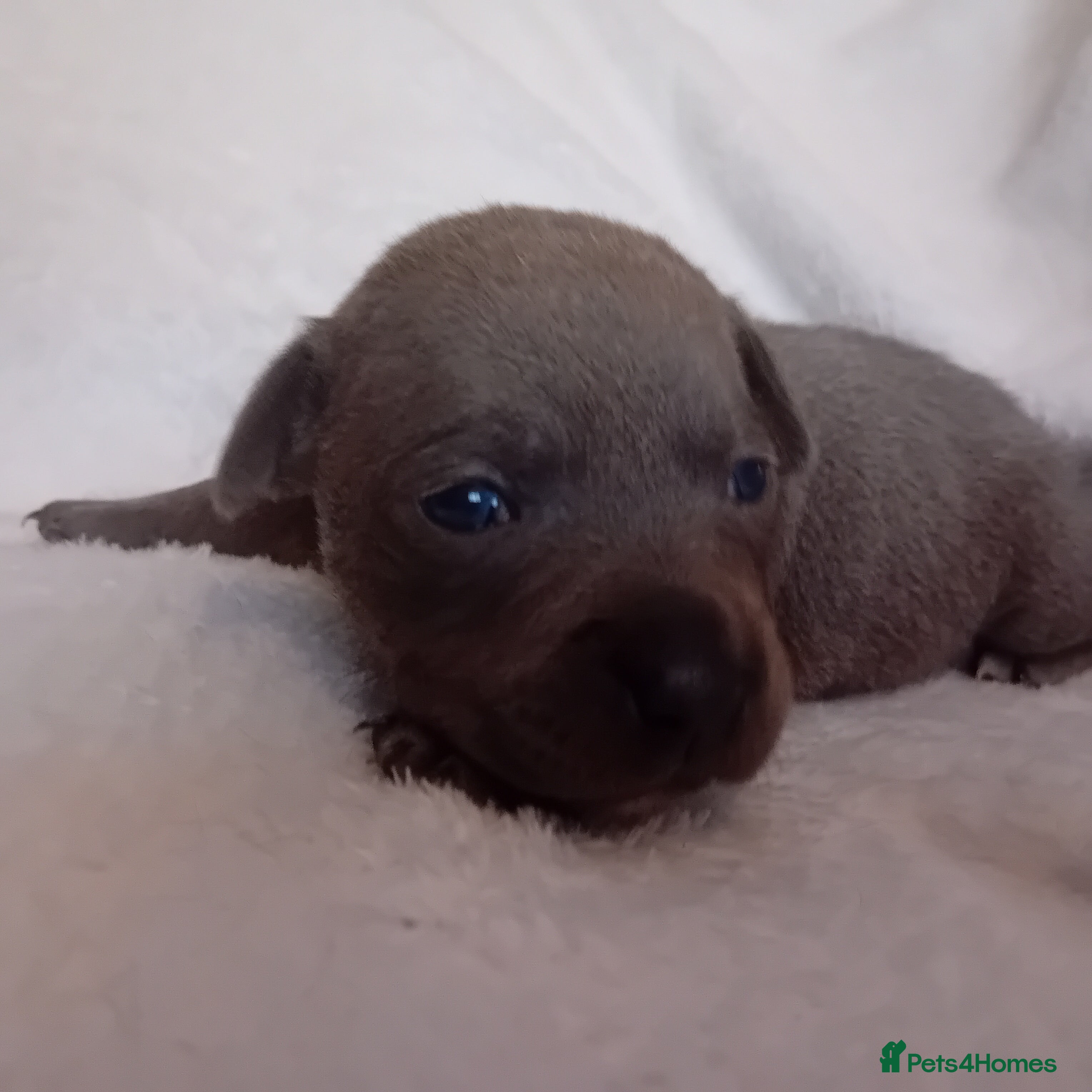 Staffordshire Bull Terrier dogs Staffordshire bull terrier pups  - Advert 1