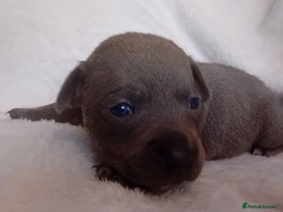 Staffordshire Bull Terrier dogs Staffordshire bull terrier pups - Advert 1