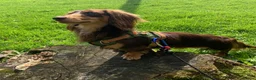 Miniature Dachshund dogs for stud: Long haired Kaneishan daschund stud  - Advert 7