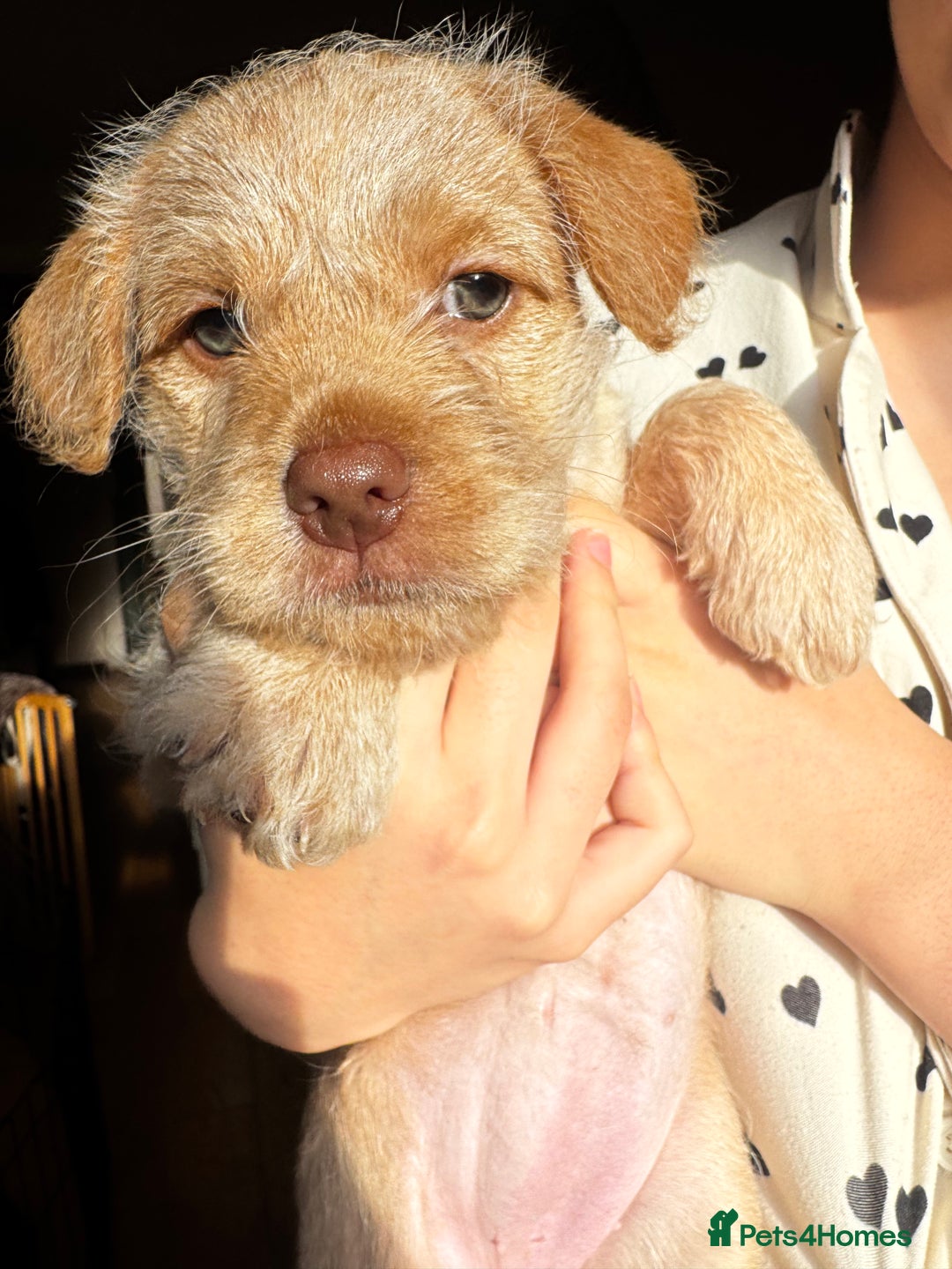 Mixed Breed dogs for sale: One little blonde green eyed baby girl left! - Advert 3