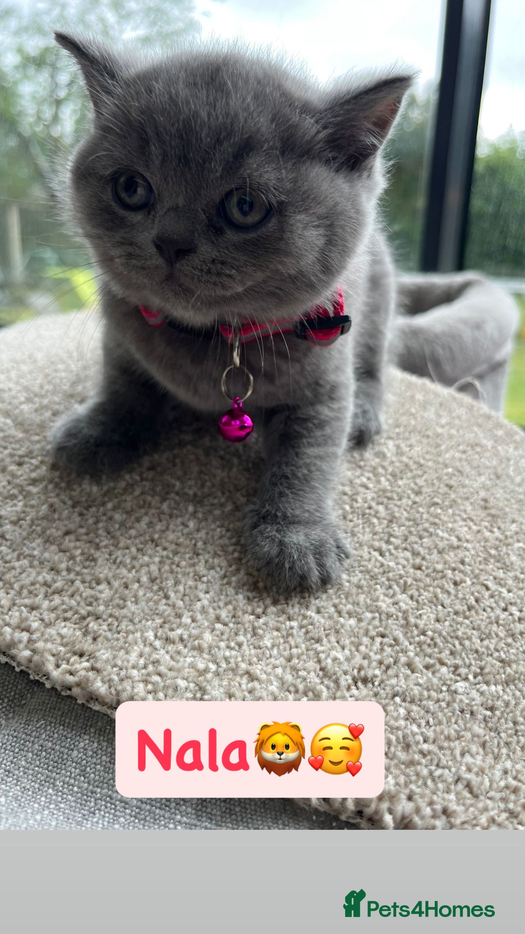 British Shorthair cats for sale: GCCF British Shorthair kittens  - Image 10