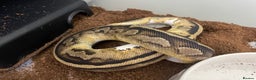 Python Snake reptiles for sale: Royal Python Collection x9 Female x1 male - Advert 7