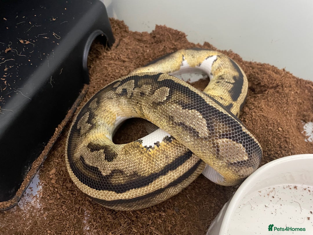 Python Snake reptiles for sale: Royal Python Collection x9 Female x1 male - Advert 7