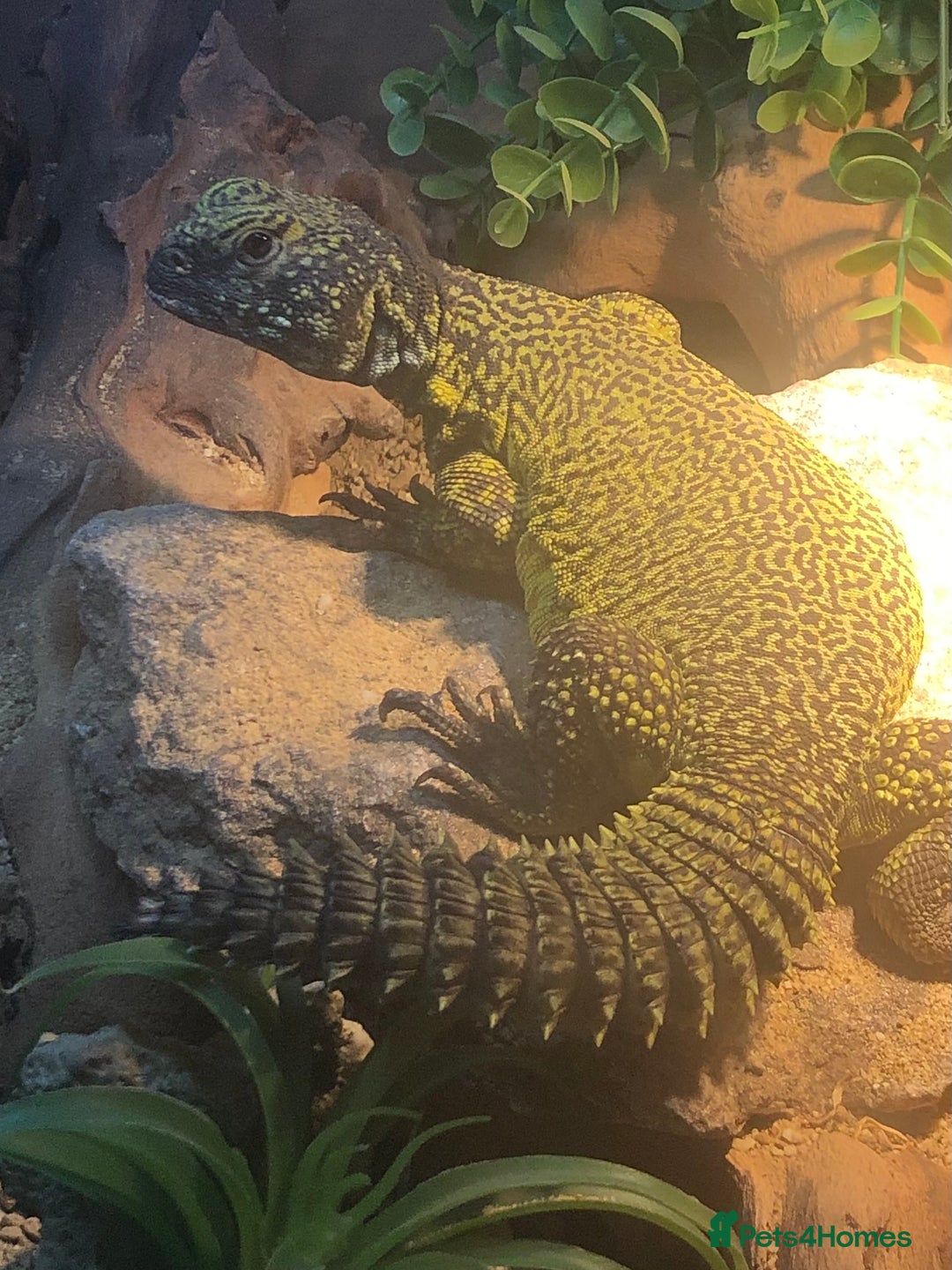 Lizard reptiles for sale: Moroccan Uromastyx  - Image 2