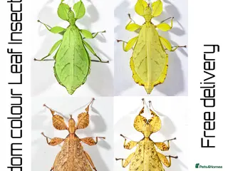 Stick Insects invertebrates Two mixed colour nymphs Phyllium Leaf stick insect - Advert 3