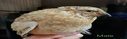 Quail poultry for sale: Coturnix quail - Advert 2