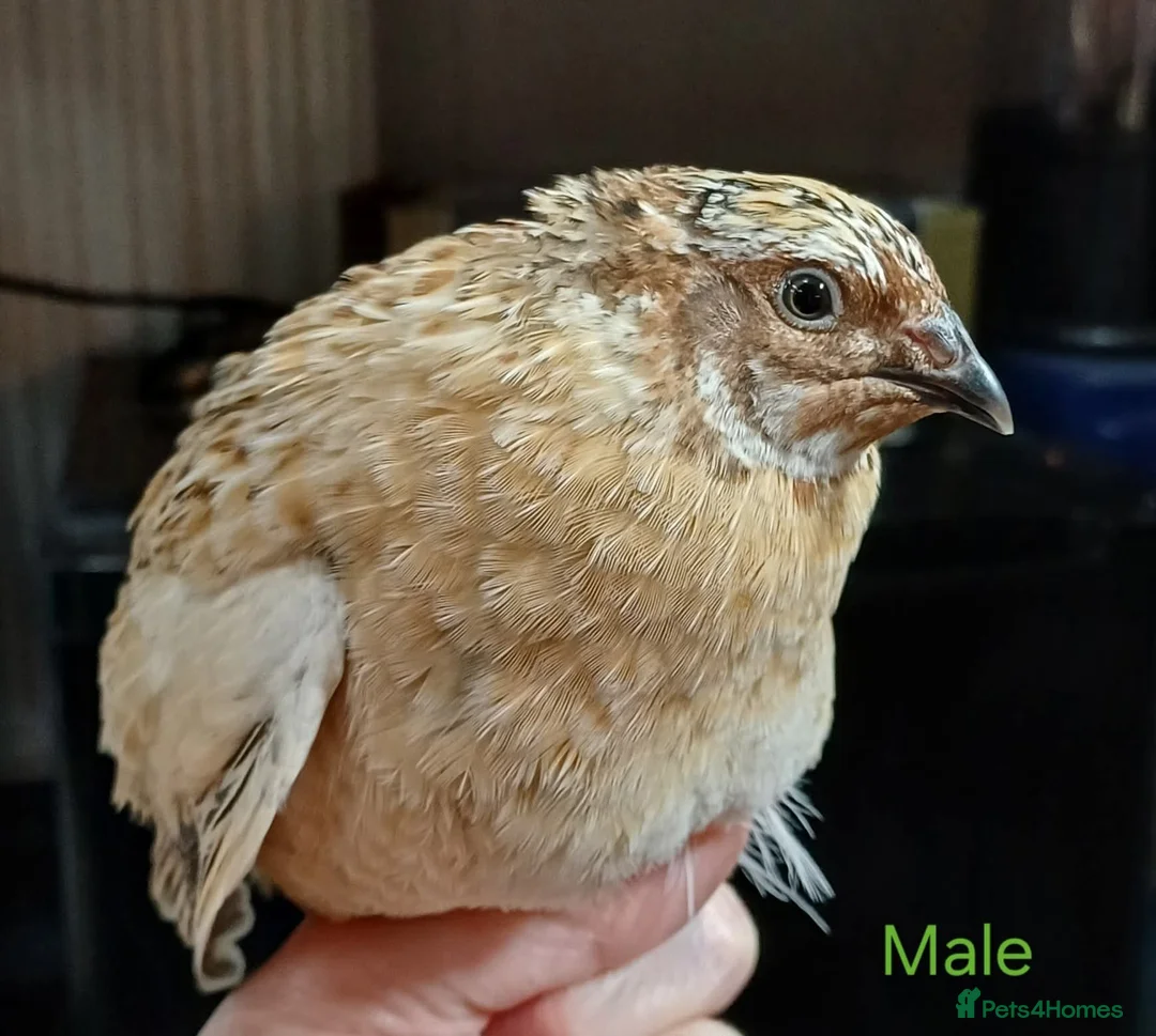 Quail poultry for sale: Coturnix quail - Advert 2