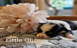 Chihuahua dogs for sale: ✨ Stunning KC long coat BOYS only✨ - Image 3