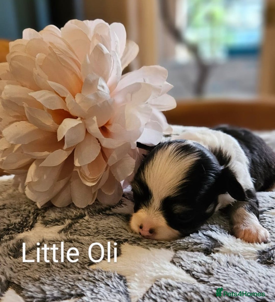 Chihuahua dogs for sale: ✨ Stunning KC long coat BOYS only✨ - Image 3