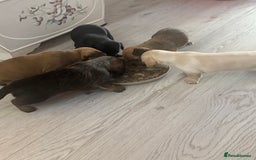 Mixed Breed dogs for sale: Schweenie pups  - Image 3