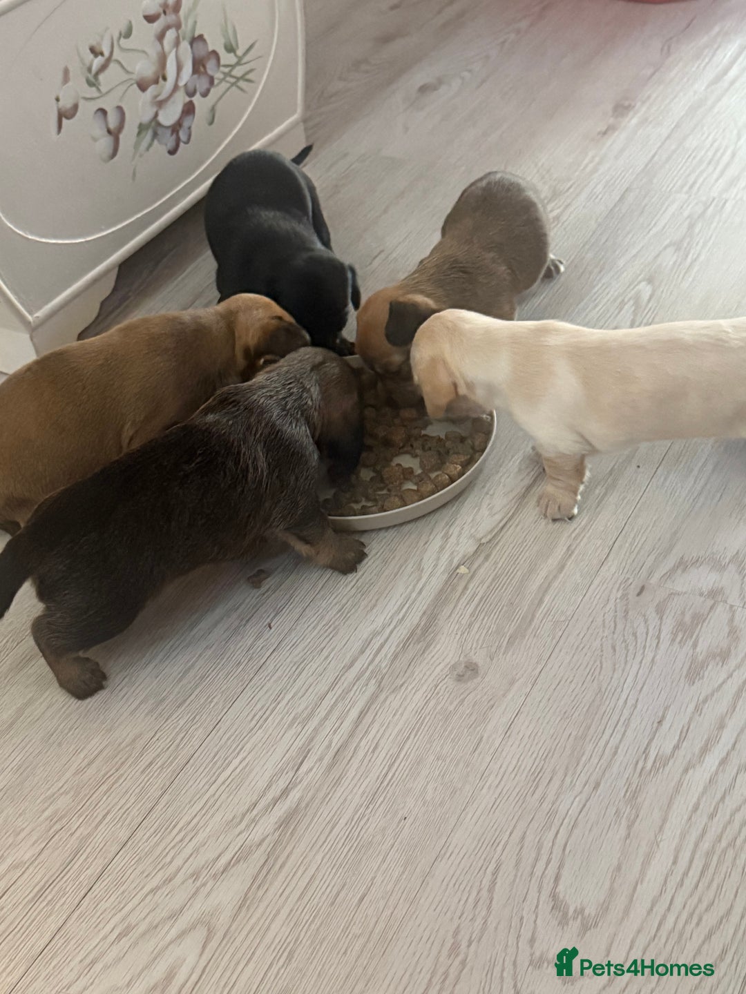 Mixed Breed dogs for sale: Schweenie pups  - Image 3
