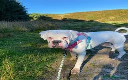 Boxer dogs for sale: Beautiful 2 year old girl boxer  - Image 8
