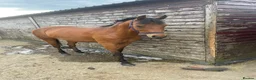 Other Breed horses for sale: Forsale in Stoke-on-Trent - Advert 4
