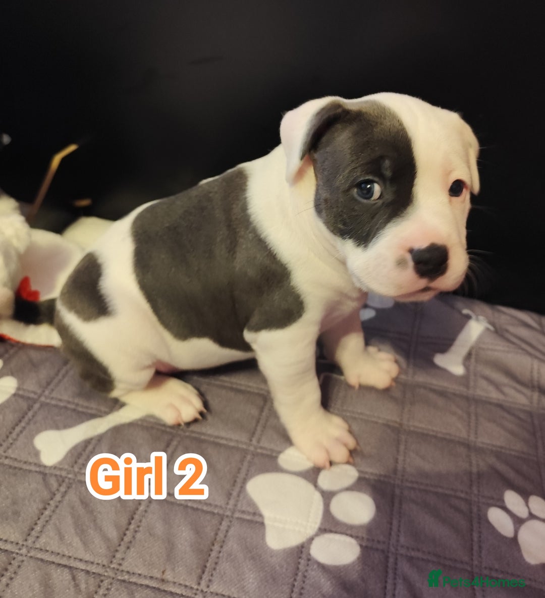 Staffordshire Bull Terrier dogs for sale: Staffordshire bull terrier puppies  - Advert 29