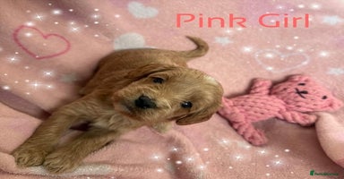 Cavapoo dogs - Advert 9