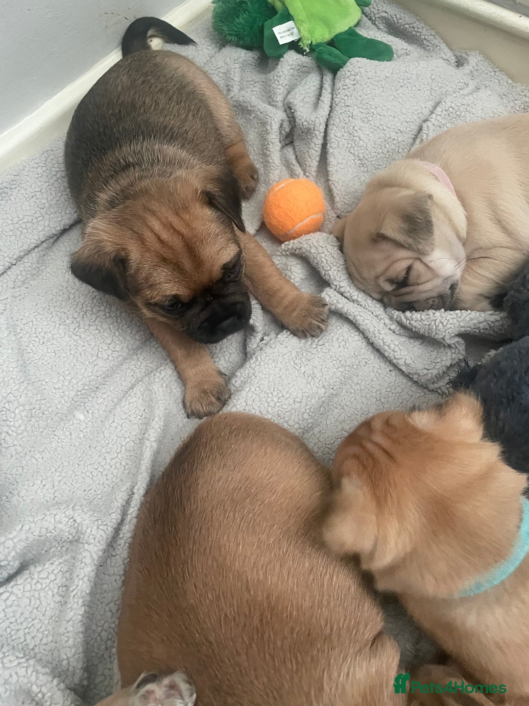 Jug dogs for sale: Jug puppies for sale 4 boys 2 girls 5 weeks old - Advert 9