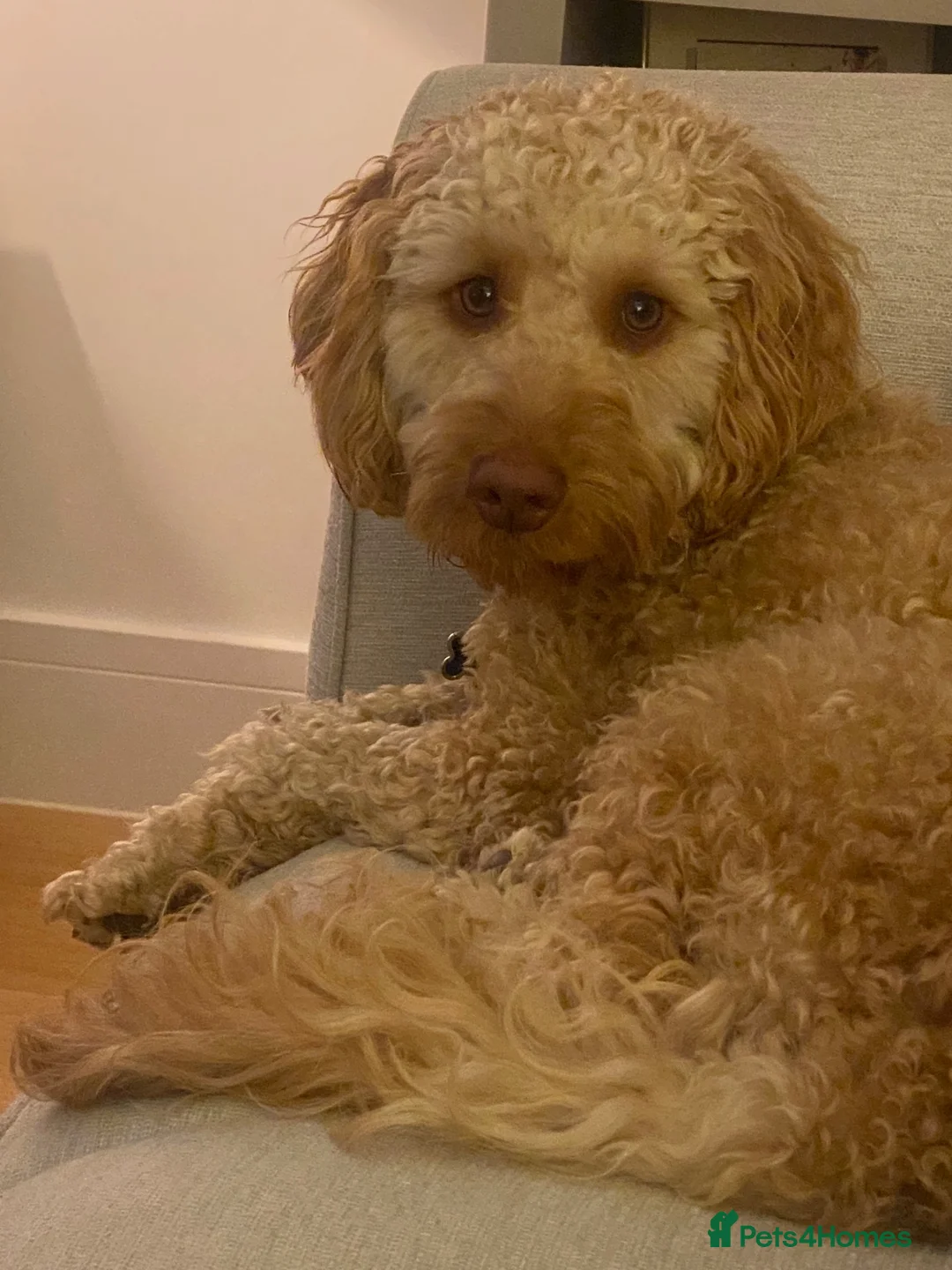 Cockapoo dogs for sale: Beautiful 10 month old F1 Cockapoo - Advert 2