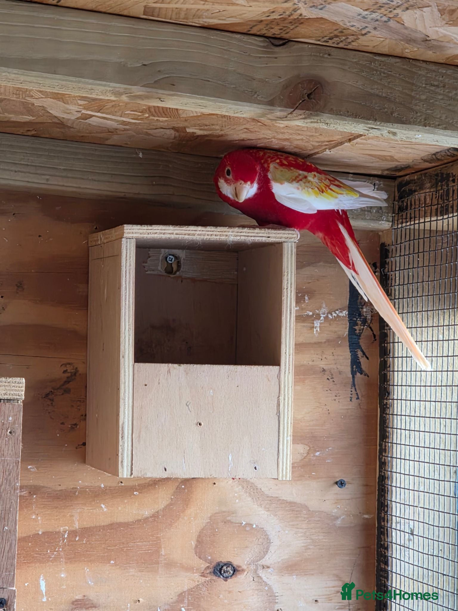 Parakeets birds Rosella parrot  - Advert 1