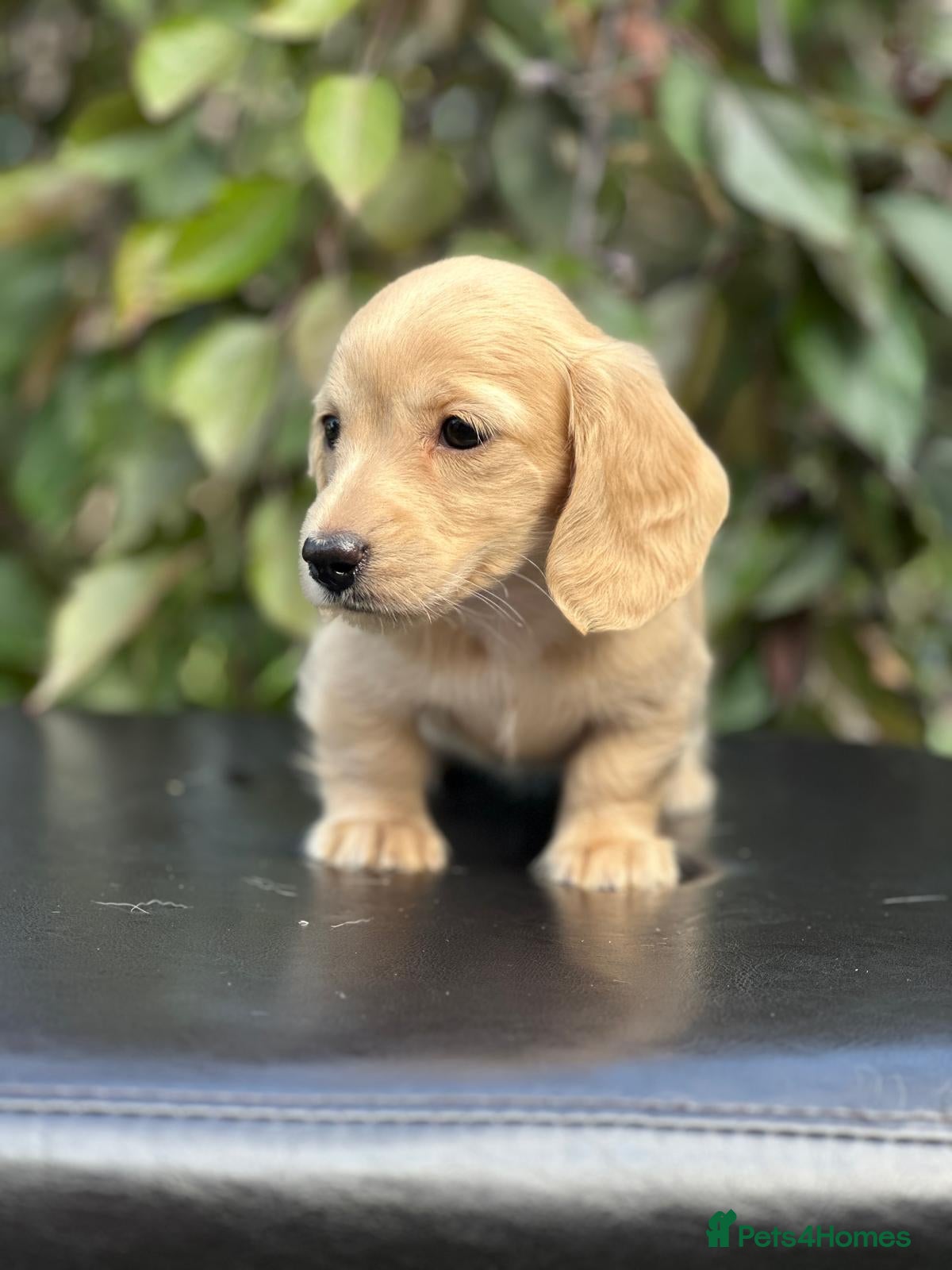 Miniature Dachshund dogs KC mini longhaired brindle dachshunds  - Advert 18