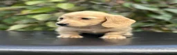 Miniature Dachshund dogs for sale: KC mini longhaired brindle dachshunds  - Advert 1