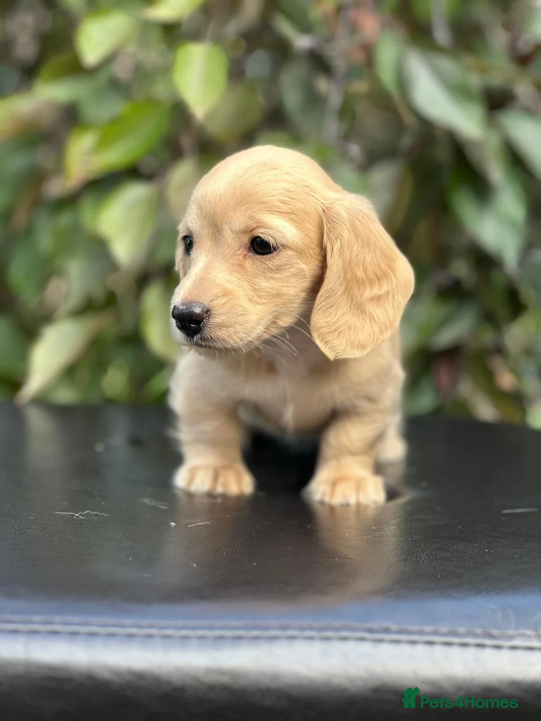 Miniature Dachshund dogs for sale: KC mini longhaired brindle dachshunds  - Advert 1