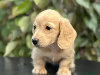 Miniature Dachshund dogs KC mini longhaired brindle dachshunds - Advert 1