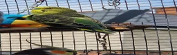 Budgerigars birds for sale: Budgies available 9 weeks old £45 each - Advert 5