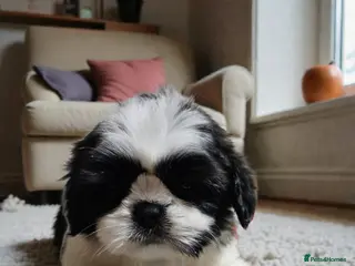Shih Tzu dogs 💞 QUALITY STANDARD SHIH TZU 💞 - Advert 2