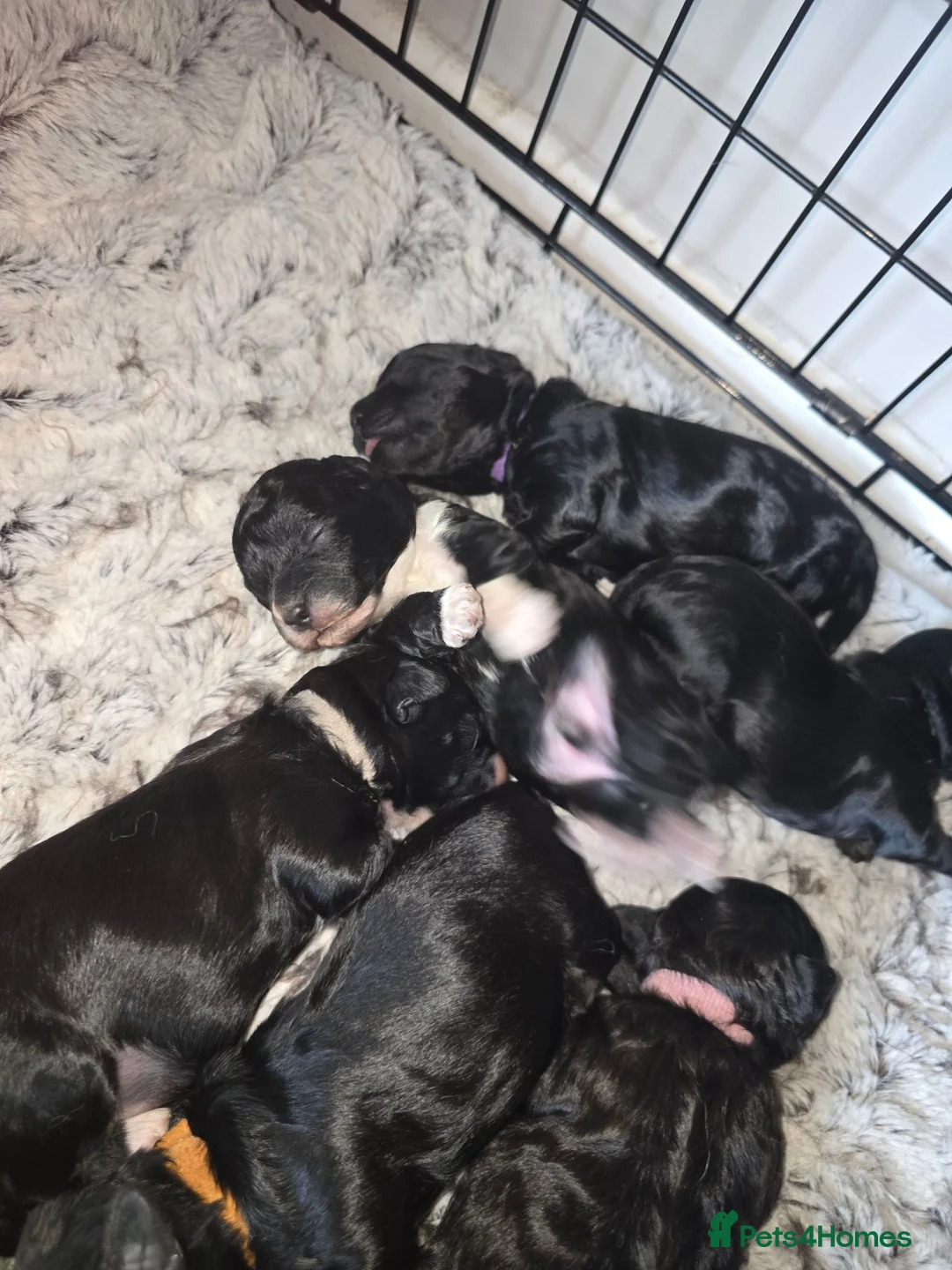 Shihpoo dogs for sale: Shihpoos - Advert 16