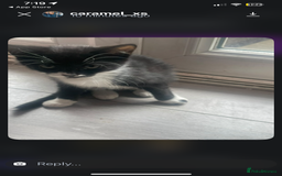 British Shorthair cats for sale: 2 kittens and their mum  - Image 2