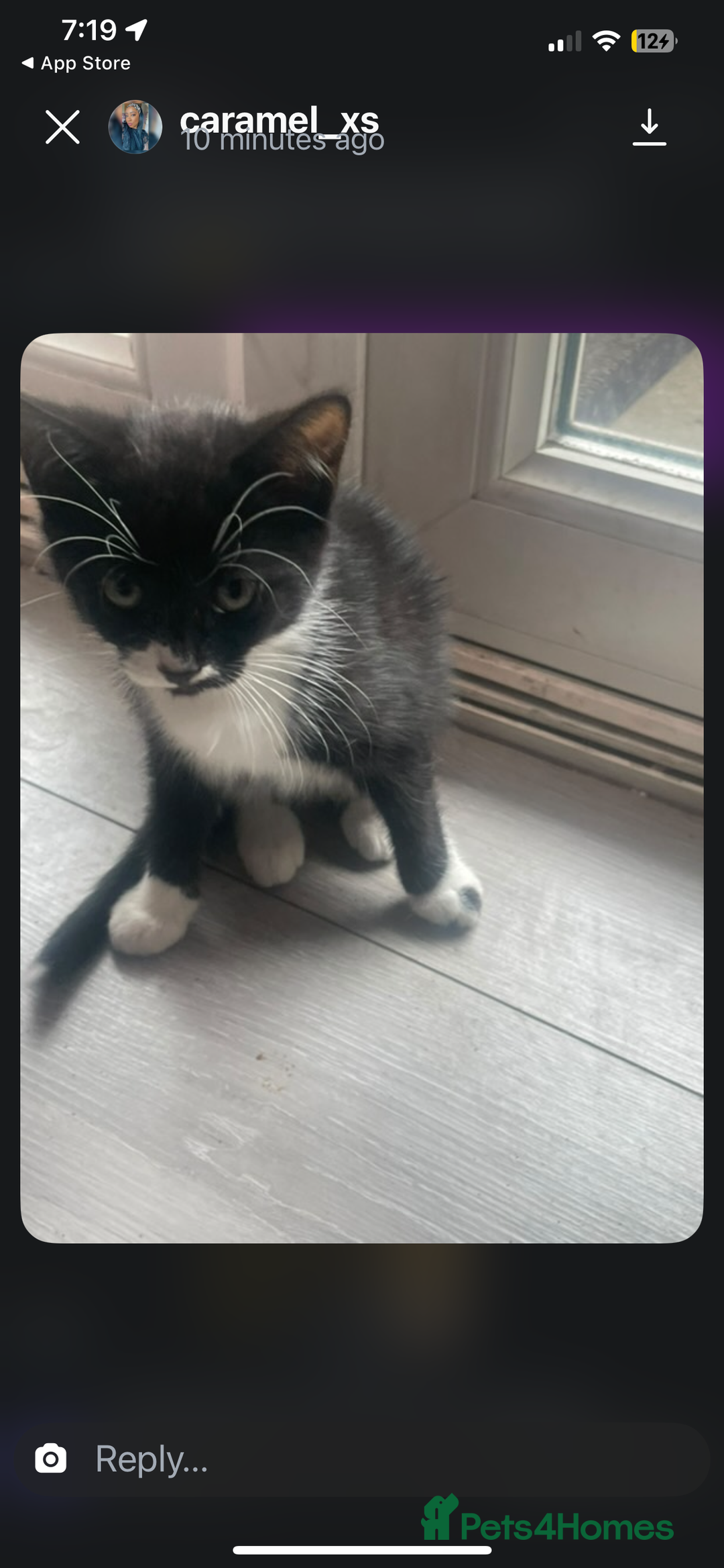 British Shorthair cats for sale: 2 kittens and their mum  - Image 2