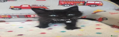 British Shorthair 3