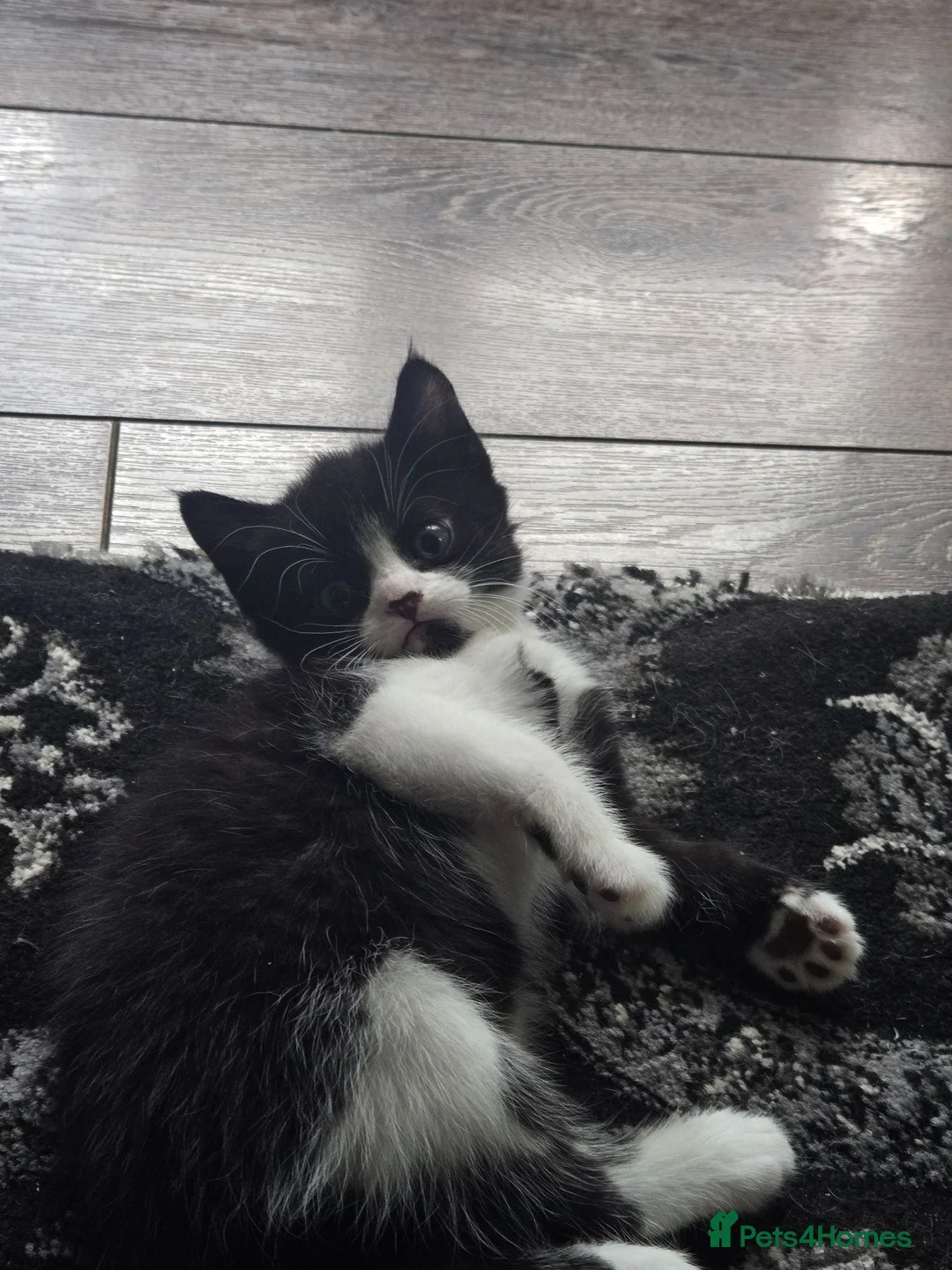Mixed Breed cats for sale: Kittens  - Advert 2