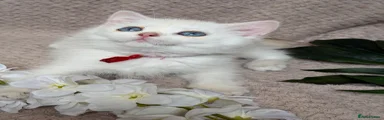 British Shorthair 3