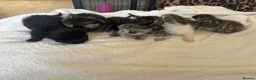 Mixed Breed cats for sale: 6x Scottish Fold/Main Coon/Bengal Kittens  - Advert 3