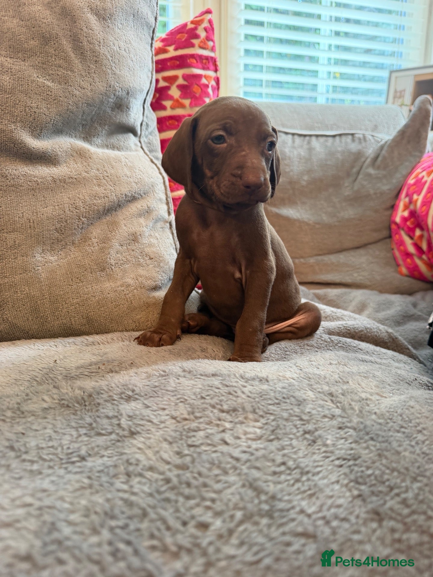 Mixed Breed dogs Beautiful Vizmaraner - Advert 2