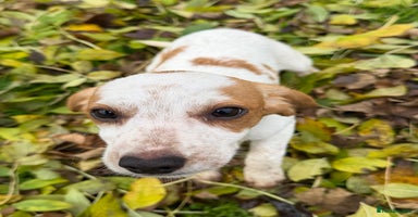 Beagle dogs Gorgeous Beagle puppies - Ready Now  - Advert 8