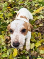 Beagle dogs Gorgeous Beagle puppies - Ready Now - Advert 3